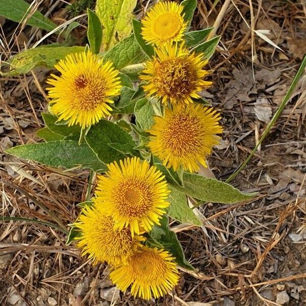 Inula helenium Λουλούδι