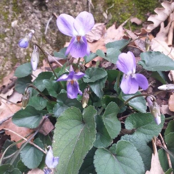 Viola odorata Flower