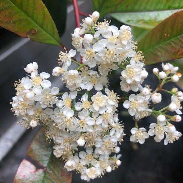 Photinia serratifolia Floare