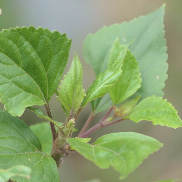 Ageratina adenophora 叶