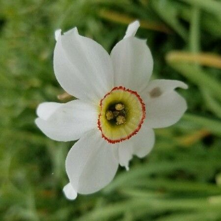 Narcissus poeticus Flors