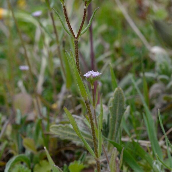 Valeriana eriocarpa Blad