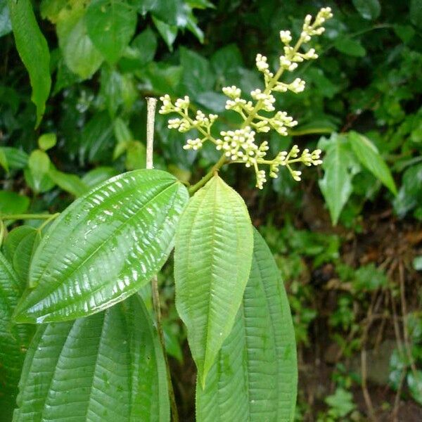 Miconia laevigata पत्ता