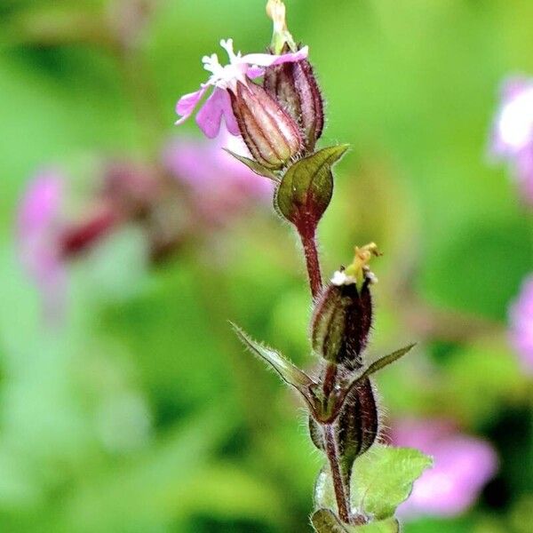 Silene pendula 花