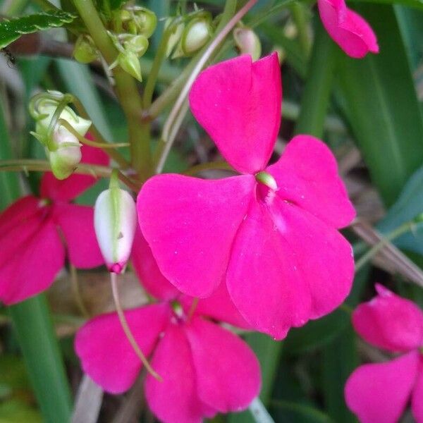 Impatiens walleriana 花