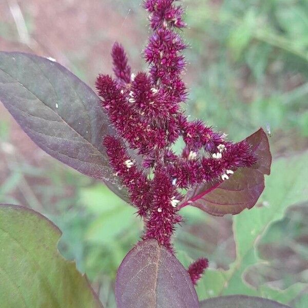 Amaranthus cruentus ফল