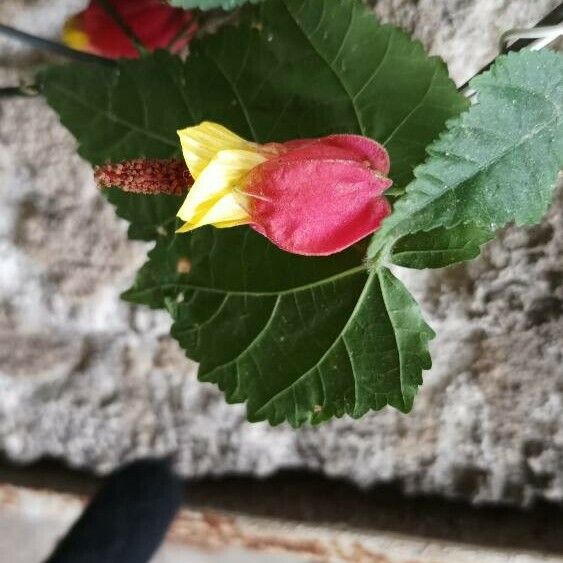 Abutilon megapotamicum Λουλούδι