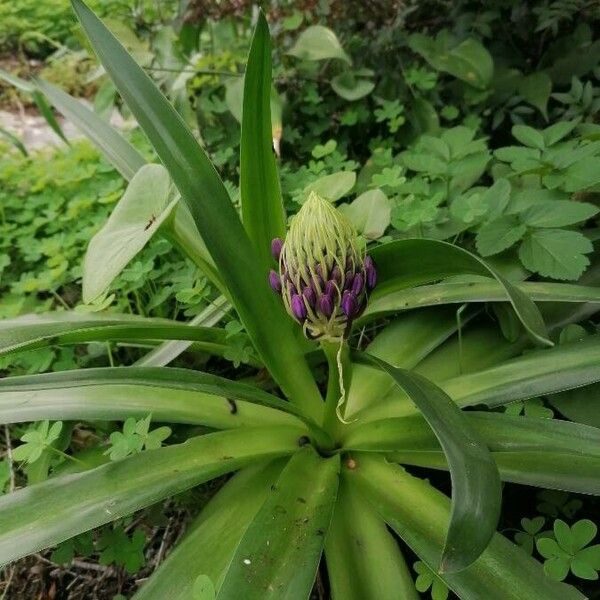 Scilla peruviana Leaf