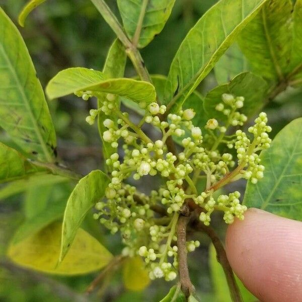 Schinus terebinthifolius പുഷ്പം