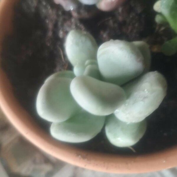 Pachyphytum oviferum List