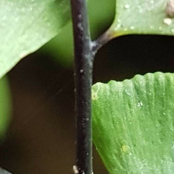 Adiantum pedatum Bark