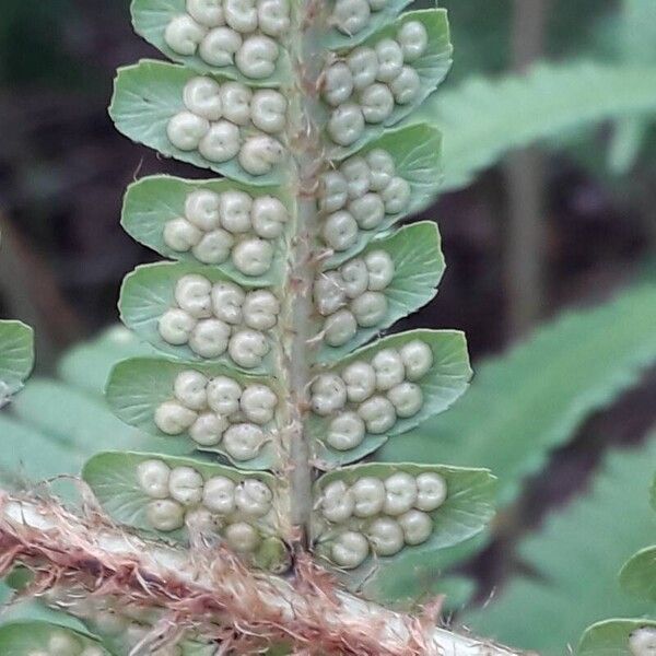 Dryopteris filix-mas Meyve