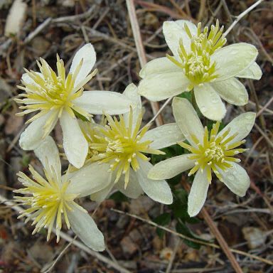 Clematis lasiantha Flower