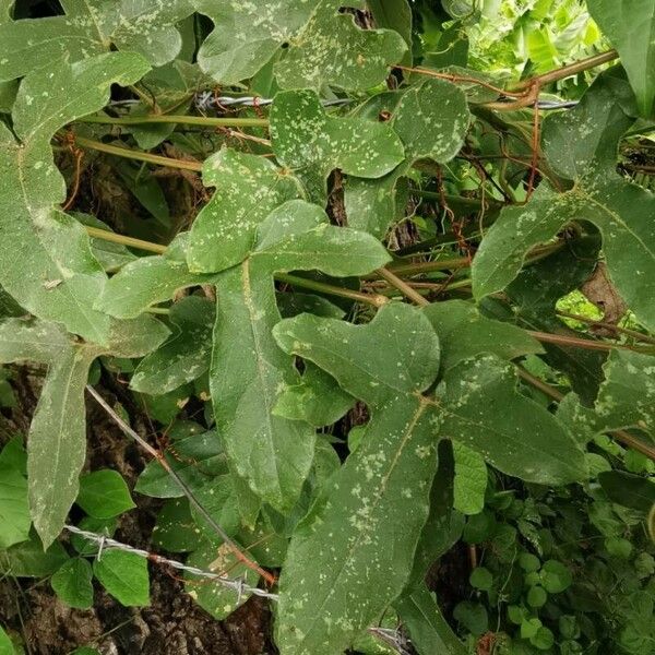 Passiflora foetida Foglia