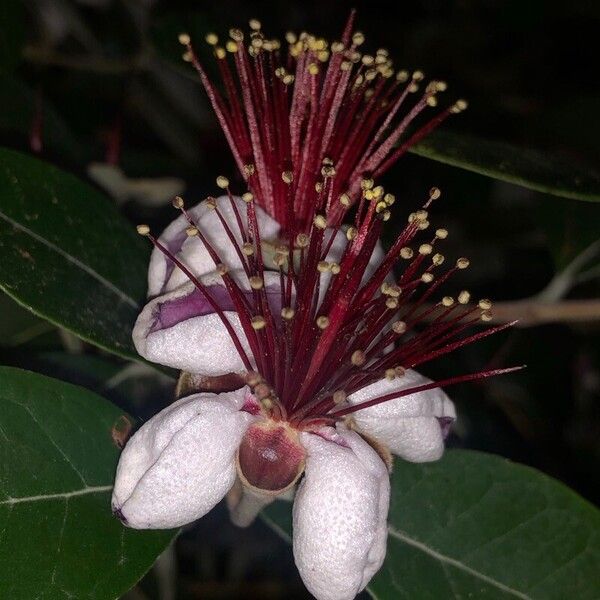 Feijoa sellowiana Flor