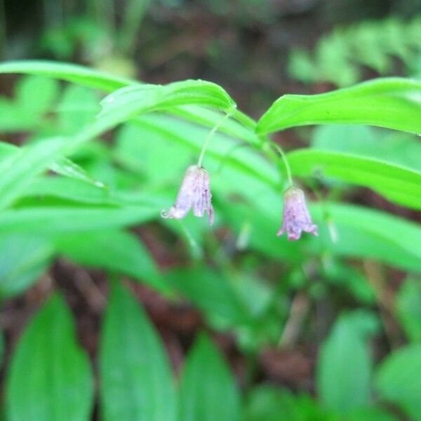 Streptopus lanceolatus Flower