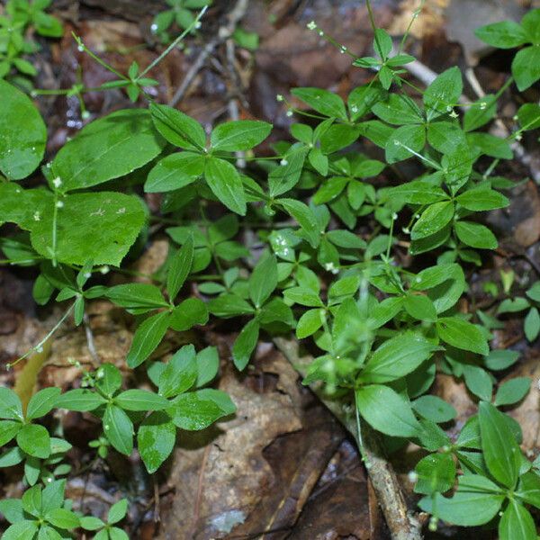 Galium circaezans Celota