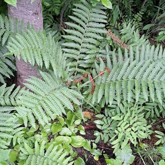 Osmundastrum cinnamomeum 葉