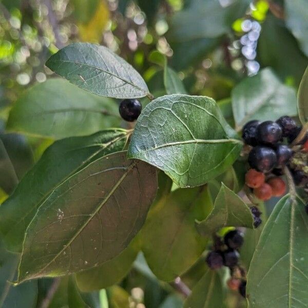 Rhamnus alaternus Leht