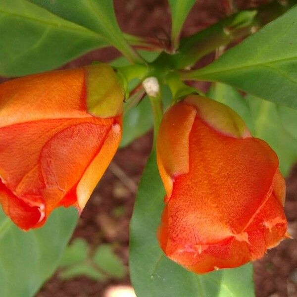 Leuenbergeria bleo Flower