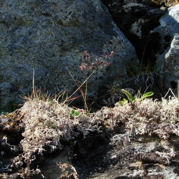 Agrostis mertensii Yeri