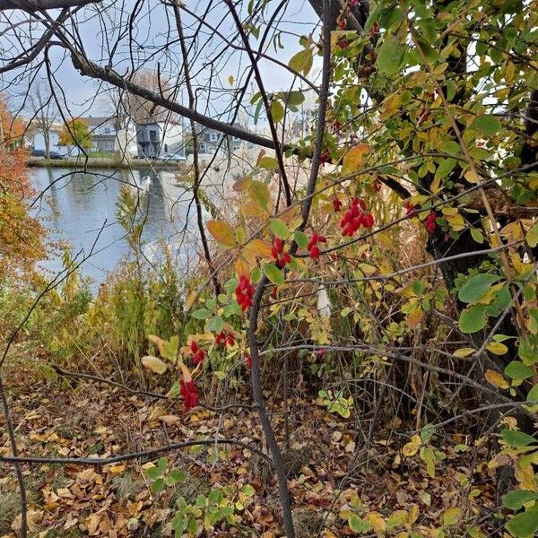 Berberis vulgaris Fruit