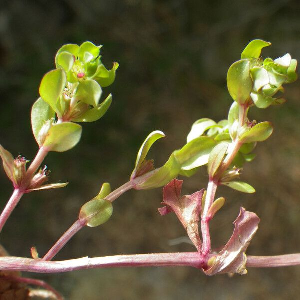 Lythrum borysthenicum 整株植物