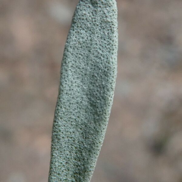 Lavandula latifolia Folha