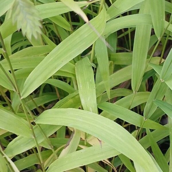 Chasmanthium latifolium Blad