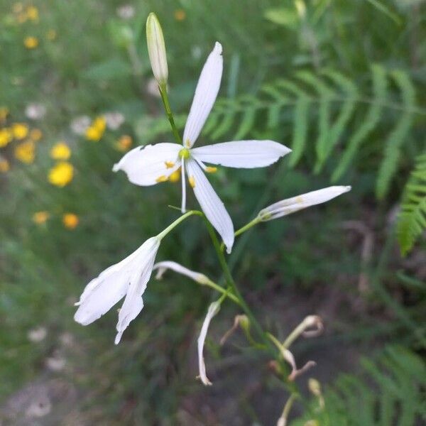 Anthericum liliago Floare