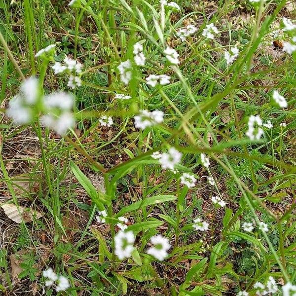 Valerianella dentata Λουλούδι