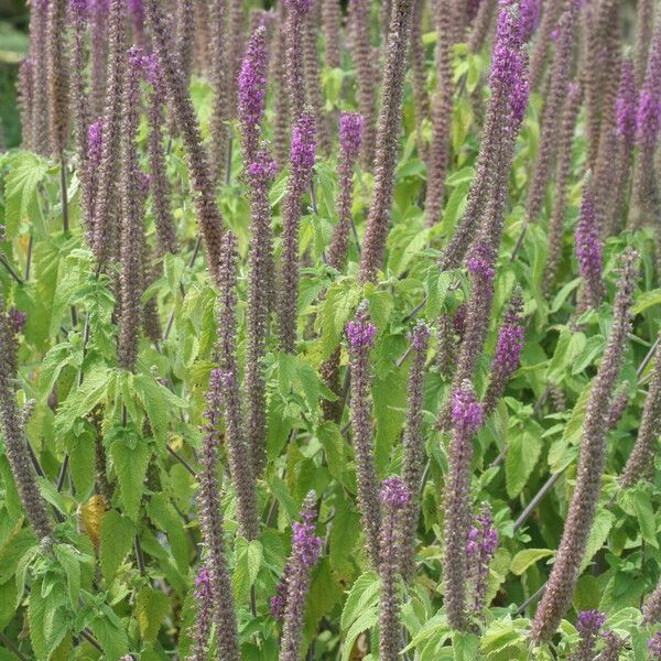 Teucrium hircanicum 花