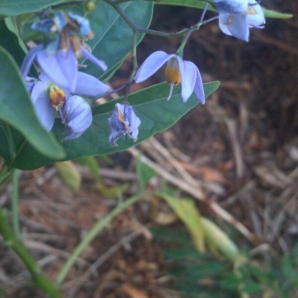 Solanum seaforthianum Flower