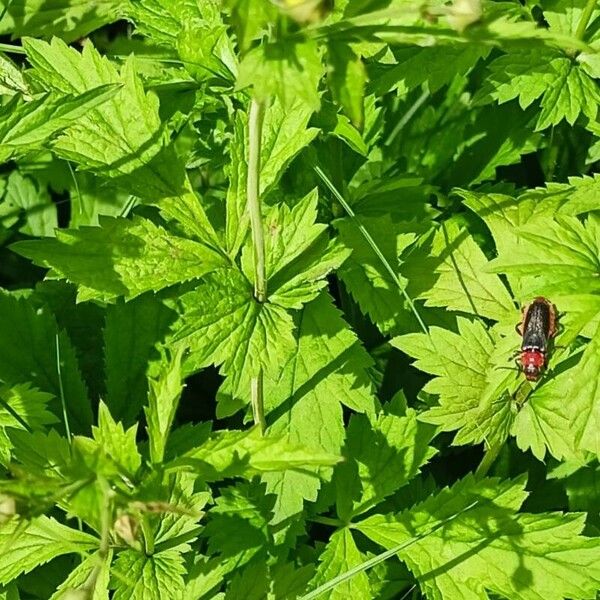 Geum urbanum Leaf