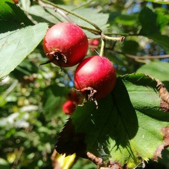 Crataegus coccinea Fruto