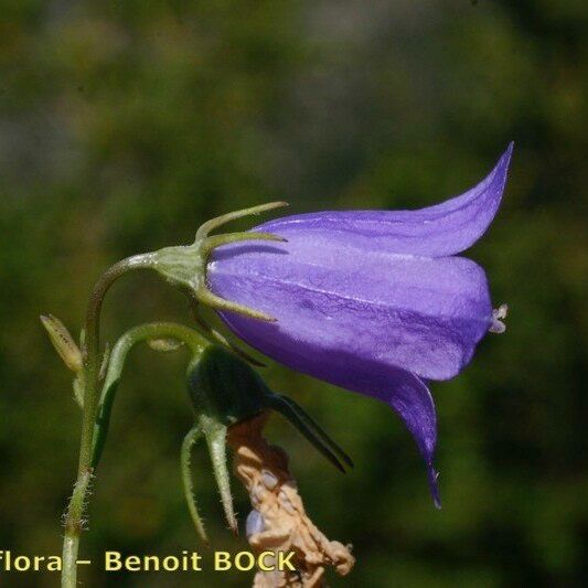 Campanula fritschii Květ