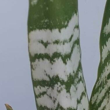 Dracaena hyacinthoides Leaf