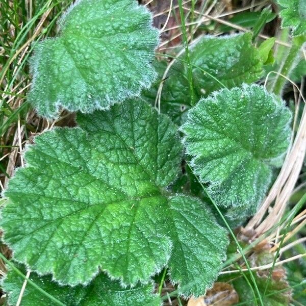 Geum sylvaticum Fuelha