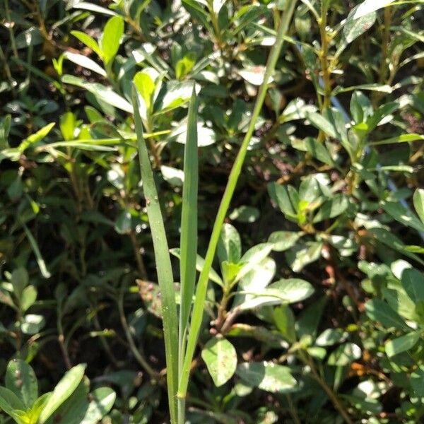 Paspalum distichum Leaf