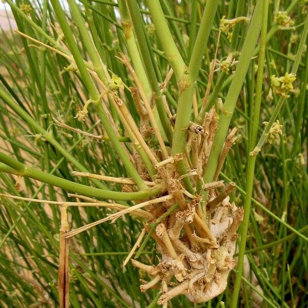 Leptadenia pyrotechnica Bark