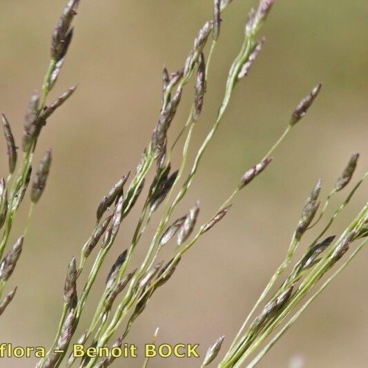 Eragrostis pilosa Muu