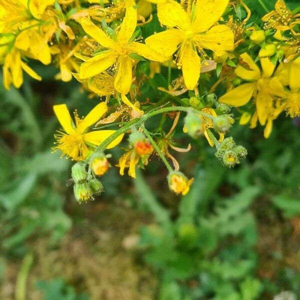 Hypericum hirsutum Õis