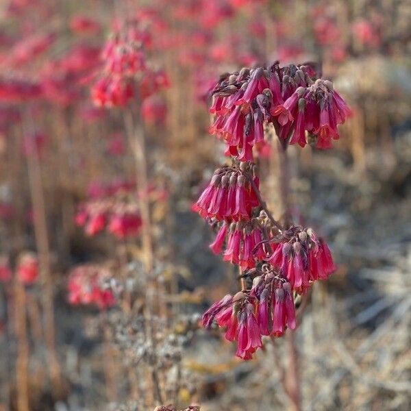 Kalanchoe delagoensis Kvet