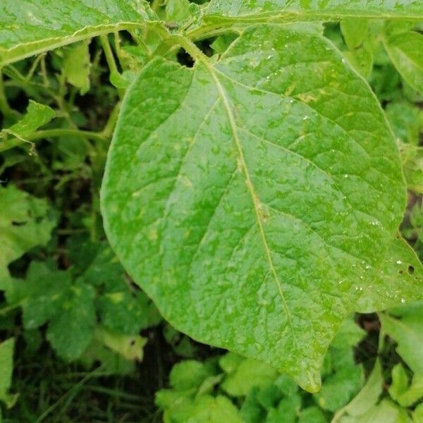 Solanum tuberosum Blatt