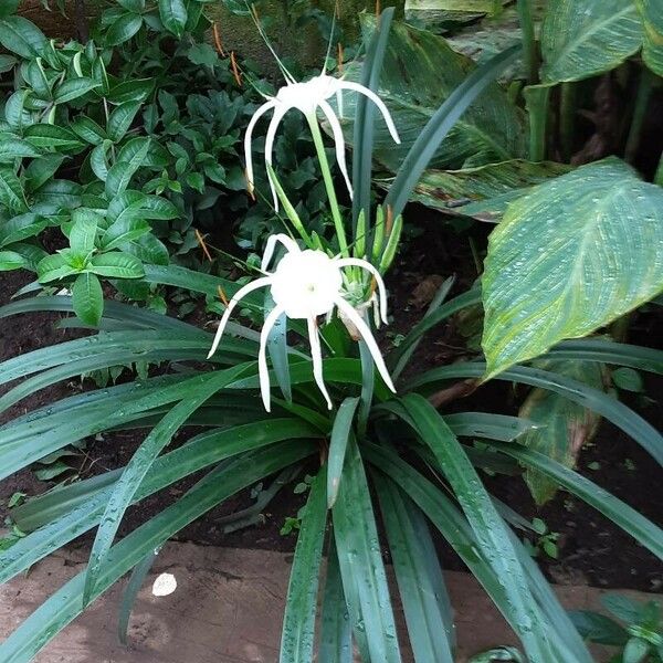 Hymenocallis littoralis Fleur