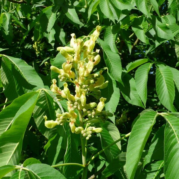 Aesculus flava Žiedas