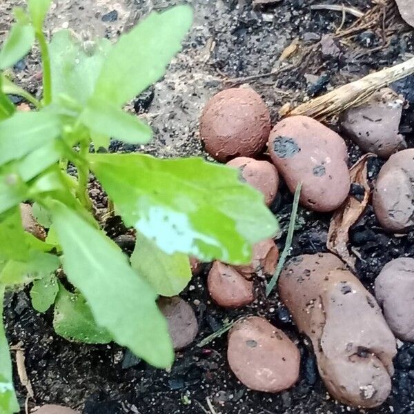 Lobelia erinus Leaf