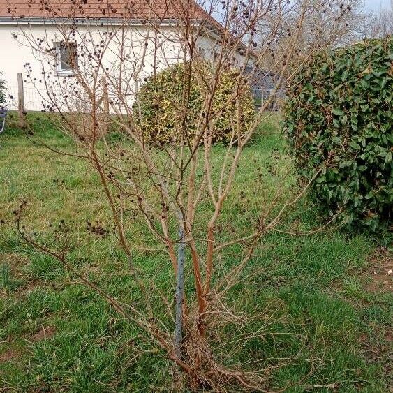 Lagerstroemia indica Hábitos