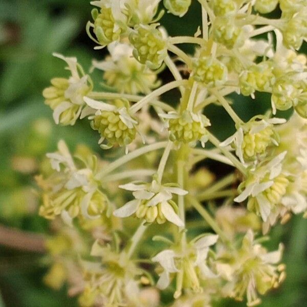 Reseda lutea Fruitua