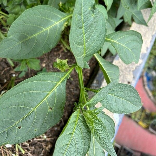 Physalis angulata Blad